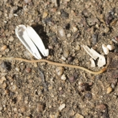 Geophilomorpha sp. (order) (Earth or soil centipede) at Higgins, ACT - 4 Apr 2021 by AlisonMilton