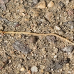 Geophilomorpha sp. (order) at Higgins, ACT - 5 Apr 2021 09:20 AM