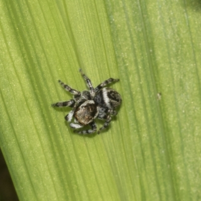 Maratus griseus (Jumping spider) at Higgins, ACT - 4 Apr 2021 by AlisonMilton