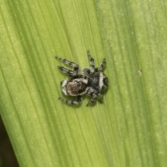 Maratus griseus at Higgins, ACT - 5 Apr 2021 09:52 AM