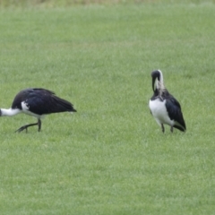 Threskiornis spinicollis (Straw-necked Ibis) at Holt, ACT - 20 Mar 2021 by AlisonMilton