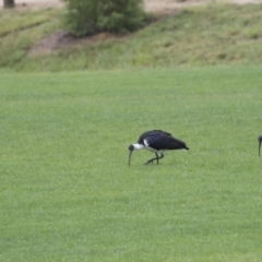 Threskiornis spinicollis at Holt, ACT - 21 Mar 2021