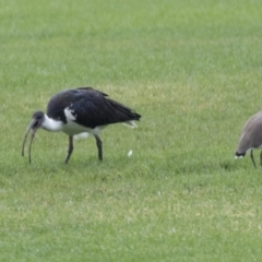 Threskiornis spinicollis at Holt, ACT - 21 Mar 2021