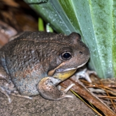 Limnodynastes dumerilii (Eastern Banjo Frog) at Penrose, NSW - 5 Apr 2021 by Aussiegall
