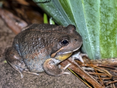 Limnodynastes dumerilii (Eastern Banjo Frog) at Penrose - 5 Apr 2021 by Aussiegall