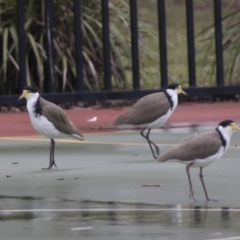 Vanellus miles (Masked Lapwing) at Holt, ACT - 20 Mar 2021 by AlisonMilton