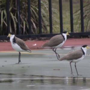 Vanellus miles at Holt, ACT - 21 Mar 2021 09:25 AM