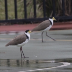 Vanellus miles at Holt, ACT - 21 Mar 2021 09:25 AM