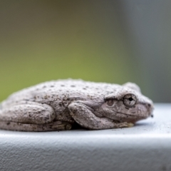 Litoria peronii (Peron's Tree Frog, Emerald Spotted Tree Frog) at Penrose - 5 Apr 2021 by Aussiegall