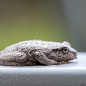 Litoria peronii at Penrose, NSW - 5 Apr 2021