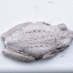 Litoria peronii at Penrose, NSW - 5 Apr 2021