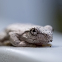 Litoria peronii at Penrose, NSW - 5 Apr 2021