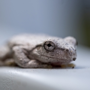 Litoria peronii at Penrose, NSW - 5 Apr 2021