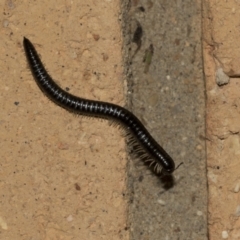 Ommatoiulus moreleti (Portuguese Millipede) at Higgins, ACT - 23 Mar 2021 by AlisonMilton