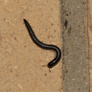 Ommatoiulus moreleti at Higgins, ACT - 23 Mar 2021 02:05 AM