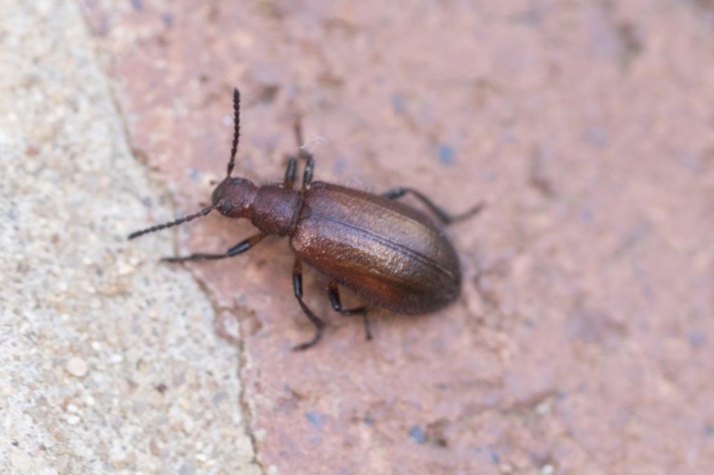 Lagriini sp. (tribe) at Acton, ACT - 26 Mar 2021