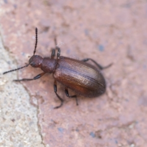 Lagriini sp. (tribe) at Acton, ACT - 26 Mar 2021