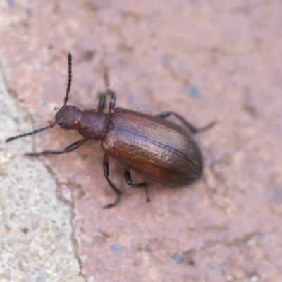 Lagriini sp. (tribe) (Unidentified lagriine darkling beetle) at Acton, ACT - 26 Mar 2021 by AlisonMilton