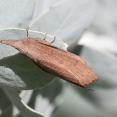 Pararguda nasuta (Wattle Snout Moth) at Higgins, ACT - 27 Mar 2021 by AlisonMilton
