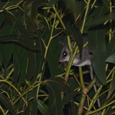 Cercartetus nanus (Eastern Pygmy Possum) at Cotter River, ACT - 5 Apr 2021 by TimotheeBonnet
