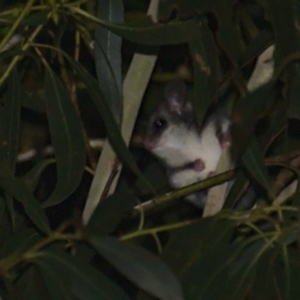 Cercartetus nanus at Uriarra Village, ACT - 5 Apr 2021 10:33 PM