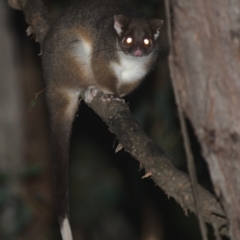 Pseudocheirus peregrinus (Common Ringtail Possum) at Lower Cotter Catchment - 5 Apr 2021 by TimotheeBonnet