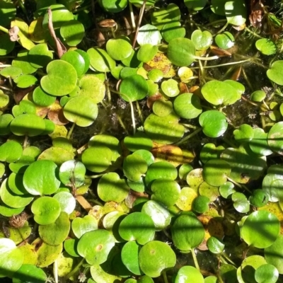 Limnobium sp. (Frogbit) at Acton, ACT - 29 Mar 2021 by karenwilsonau