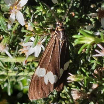 Nyctemera amicus (Senecio Moth, Magpie Moth, Cineraria Moth) at Lyons, ACT - 5 Apr 2021 by drakes