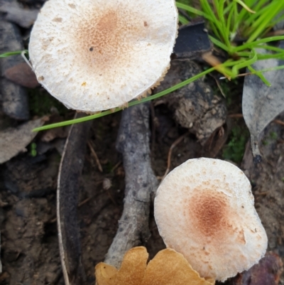 Lepiota s.l. at Holt, ACT - 1 Apr 2021 by drakes