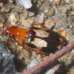 Trigonothops sp. (genus) (Bark carab beetle) at Paddys River, ACT - 4 Apr 2021 by Harrisi