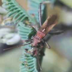 Melanacanthus scutellaris (Small brown bean bug) at Paddys River, ACT - 4 Apr 2021 by Harrisi