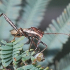 Melanacanthus scutellaris at Paddys River, ACT - 4 Apr 2021