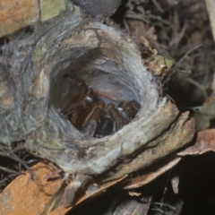 Arbanitis sp. (genus) (A spiny trapdoor spider) at ANBG - 3 Apr 2021 by Harrisi