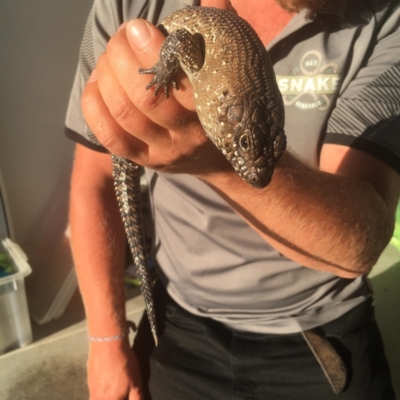 Egernia cunninghami (Cunningham's Skink) at Moncrieff, ACT - 6 Apr 2021 by TheWild