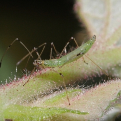 Rayieria sp. (genus) (Mirid plant bug) at ANBG - 6 Apr 2021 by TimL