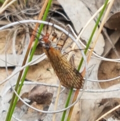 Chorista australis (Autumn scorpion fly) at Bruce, ACT - 7 Apr 2021 by trevorpreston