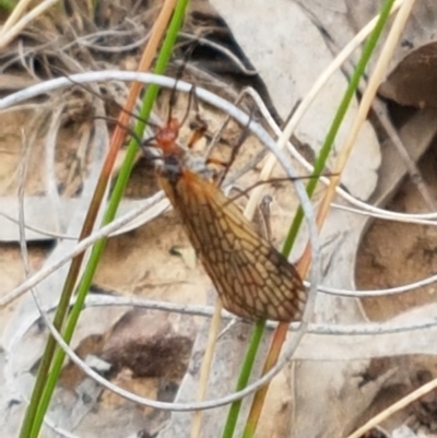 Chorista australis (Autumn scorpion fly) at Bruce, ACT - 7 Apr 2021 by tpreston