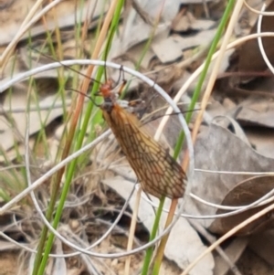 Chorista australis at Bruce, ACT - 7 Apr 2021 10:41 AM