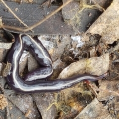 Caenoplana coerulea (Blue Planarian, Blue Garden Flatworm) at Bruce, ACT - 7 Apr 2021 by tpreston