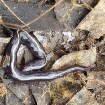 Caenoplana coerulea (Blue Planarian, Blue Garden Flatworm) at Bruce, ACT - 7 Apr 2021 by trevorpreston