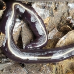 Caenoplana coerulea at Bruce, ACT - 7 Apr 2021