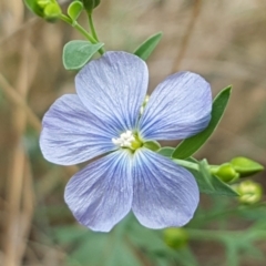 Linum marginale (Native Flax) at Bruce, ACT - 7 Apr 2021 by trevorpreston