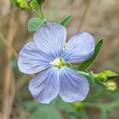 Linum marginale (Native Flax) at Bruce, ACT - 7 Apr 2021 by tpreston