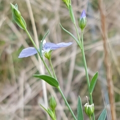 Linum marginale at Bruce, ACT - 7 Apr 2021