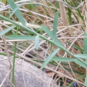 Linum marginale at Bruce, ACT - 7 Apr 2021 10:46 AM