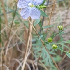 Linum marginale at Bruce, ACT - 7 Apr 2021 10:46 AM