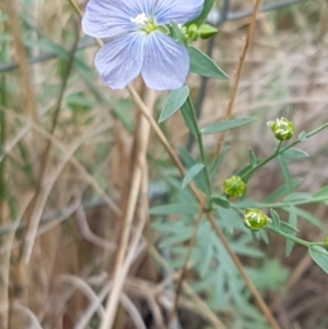 Linum marginale at Bruce, ACT - 7 Apr 2021