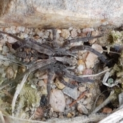 Unidentified Wolf spider (Lycosidae) at Bruce, ACT - 7 Apr 2021 by trevorpreston