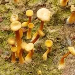 Lichenomphalia chromacea (Yellow Navel) at Bruce, ACT - 7 Apr 2021 by trevorpreston