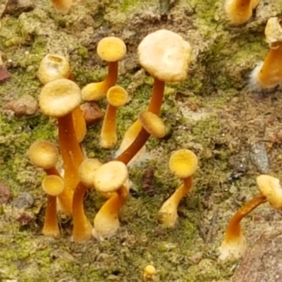 Lichenomphalia chromacea (Yellow Navel) at Bruce, ACT - 7 Apr 2021 by trevorpreston